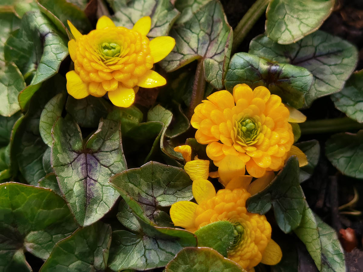 Ficaria verna 'Collarette'